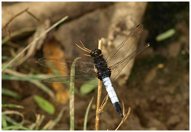 Orthetrum triangulare